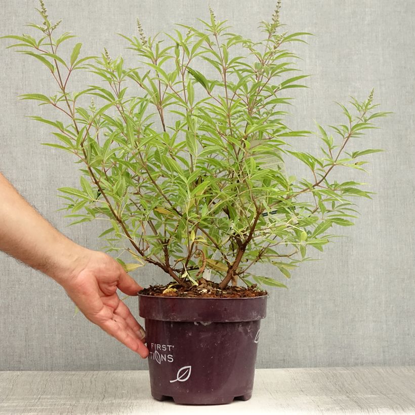 Exemplar von Vitex agnus-castus Blue Puffball - Keuschbaum Topf mit 3L/4L wie im Sommer geliefert