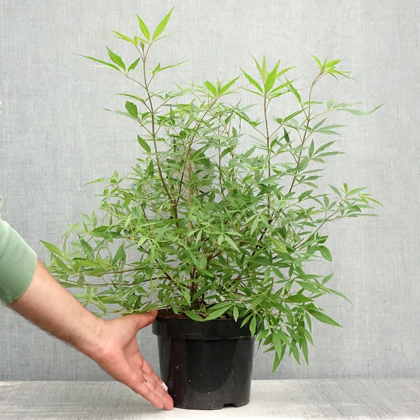 Exemplar von Vitex agnus-castus Delta Blues - Keuschbaum Topf mit 3L/4L wie im Sommer geliefert