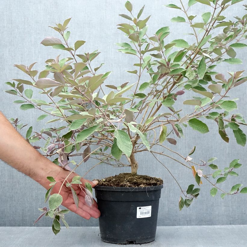 Exemplar von Vitex trifolia Purpurea Topf mit 3L/4L wie im Sommer geliefert