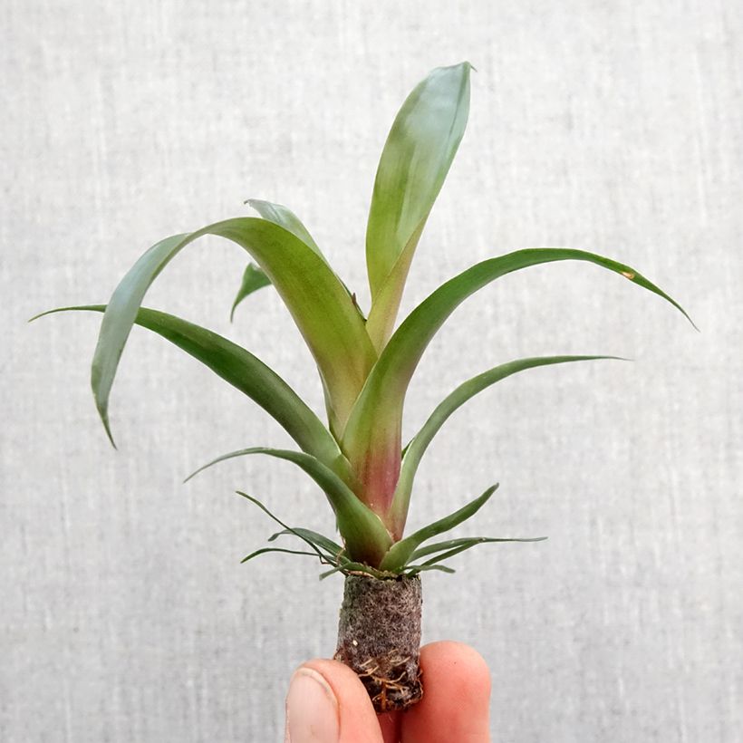 Exemplar von Vriesea Ida - Motte 5 cm x 7 cm wie im Frühjahr geliefert