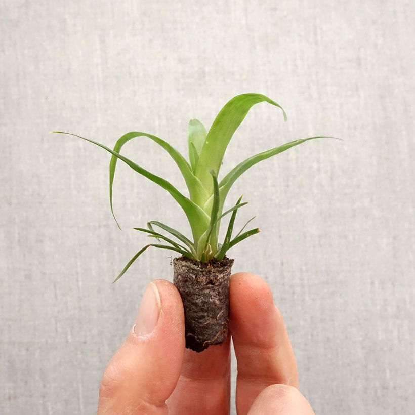 Exemplar von Vriesea Kallisto - Motte 5 cm x 7 cm wie im Frühjahr geliefert