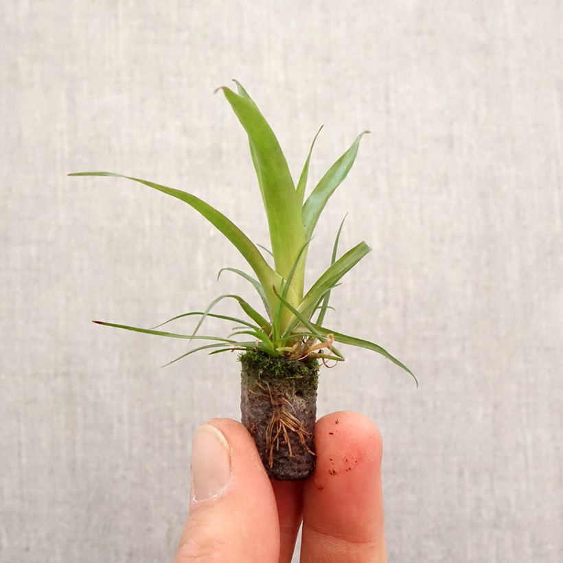 Exemplar von Vriesea Madonna - Mini-motte Ø 3/4 cm wie im Frühjahr geliefert
