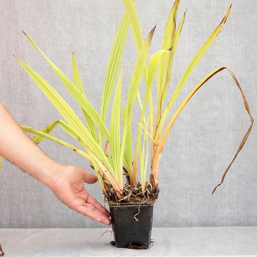 Exemplar von Wachendorfia thyrsiflora - Wachendorfia Topf 10 cm/11cm wie im Sommer geliefert