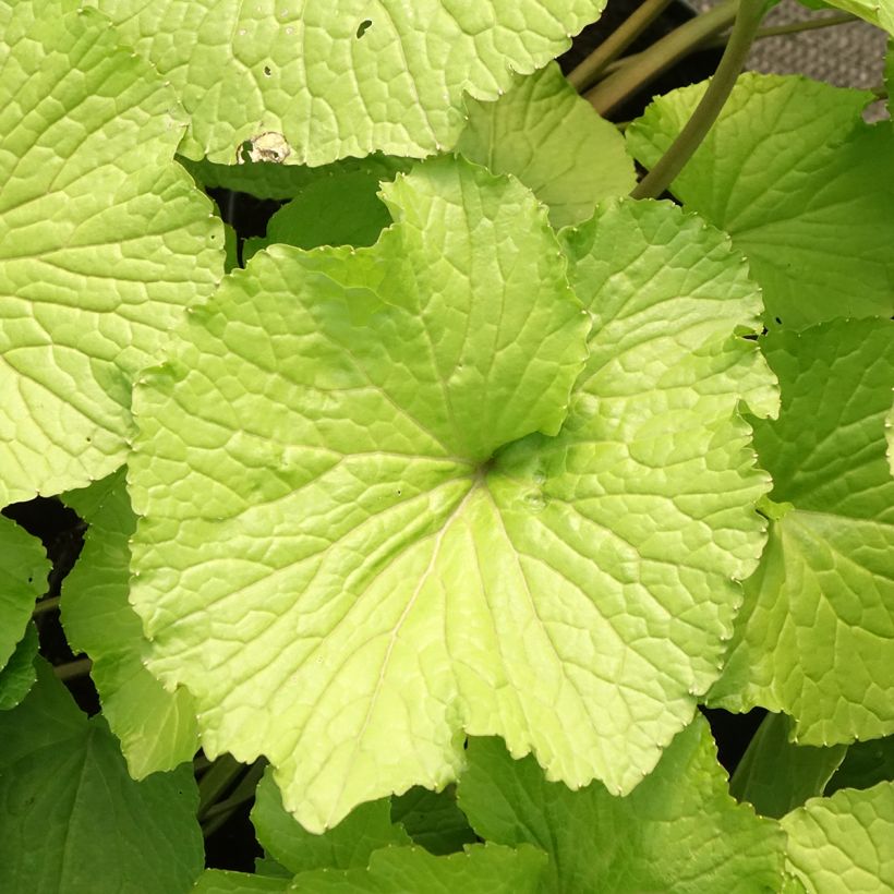 Wasabi - Eutrema japonica (Laub)