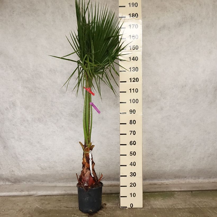 Exemplar von Washingtonia robusta - Fächerpalme Topf mit 7,5L/10L wie im Herbst geliefert