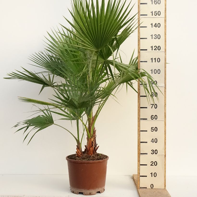 Exemplar von Washingtonia robusta - Fächerpalme Topf mit 7,5L/10L wie im Frühjahr geliefert