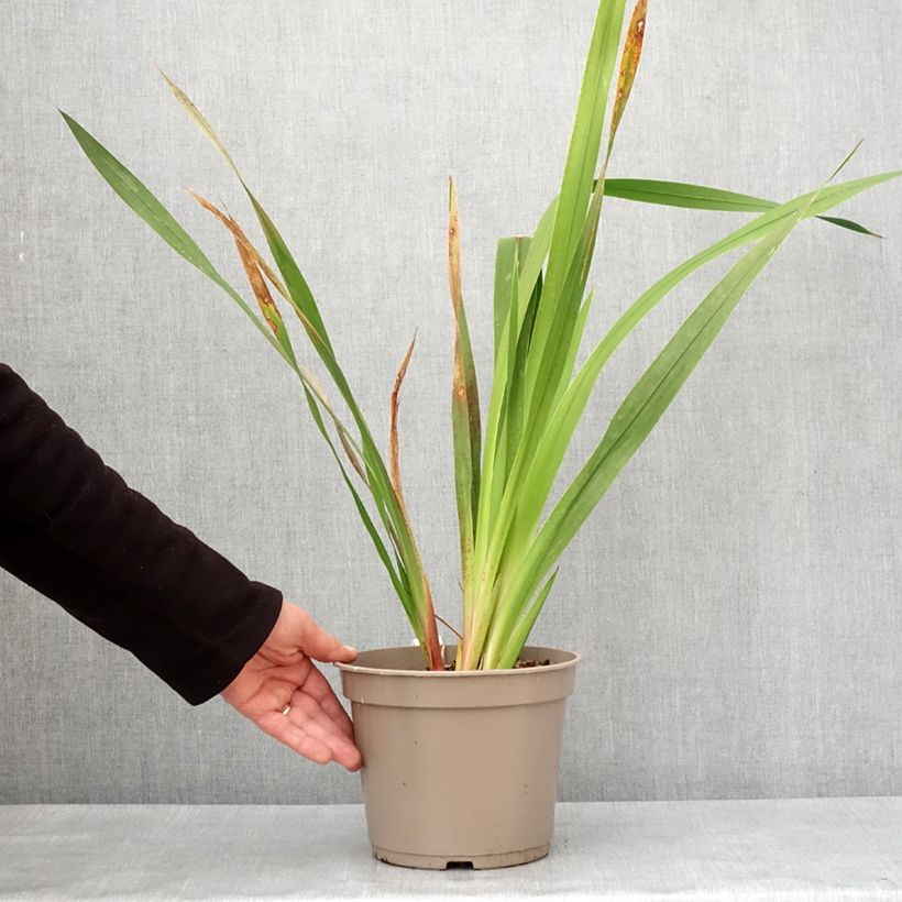 Exemplar von Watsonia borbonica - Watsonie de Bourbon - Pot de 4L/5L wie im Winter geliefert