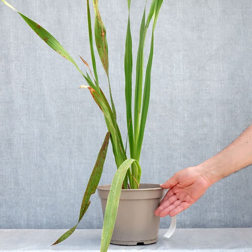 Exemplar von Watsonia borbonica - Watsonie Topf mit 4L/5L wie im Frühjahr geliefert