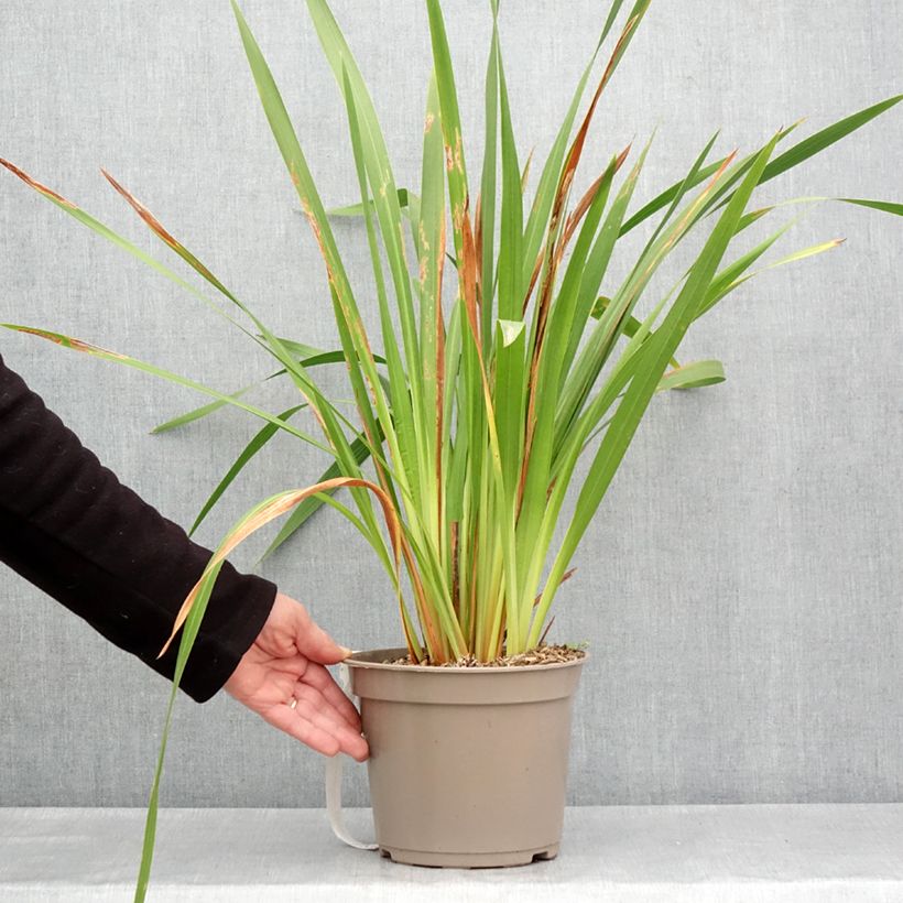 Exemplar von Watsonia gigantea - Watsonie - Pot de 4L/5L wie im Frühjahr geliefert