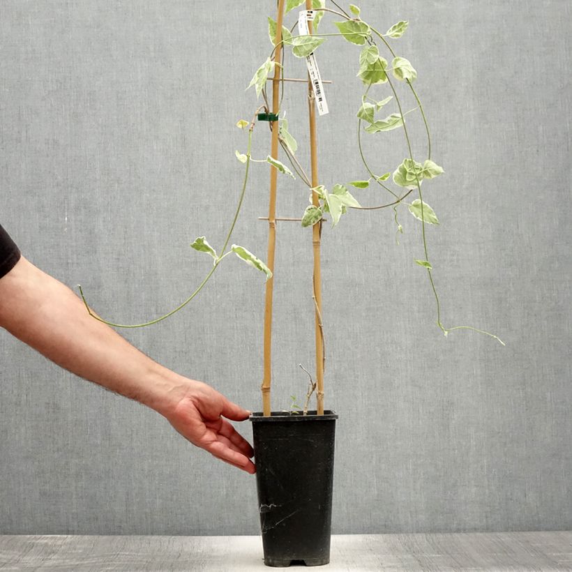 Exemplar von Wattakaka sinensis Variegata - Watakakaschlinge Topf mit 2L/3L wie im Sommer geliefert