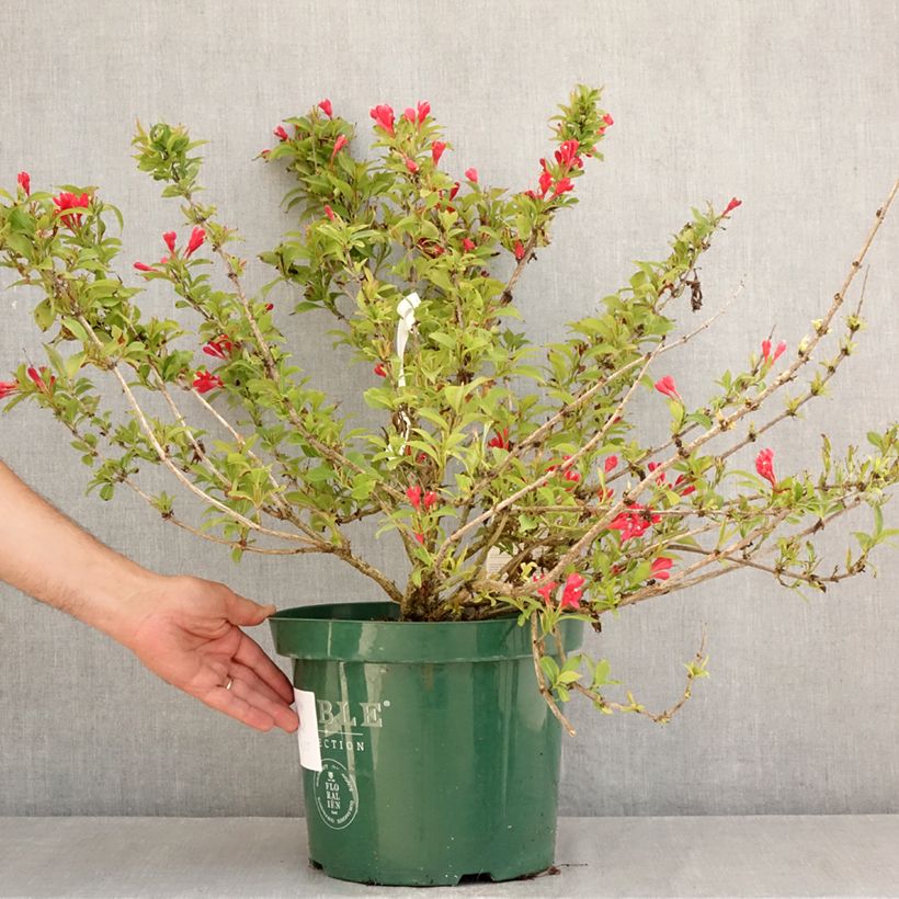 Exemplar von Weigela All Summer Red Topf mit 7,5L/10L wie im Sommer geliefert