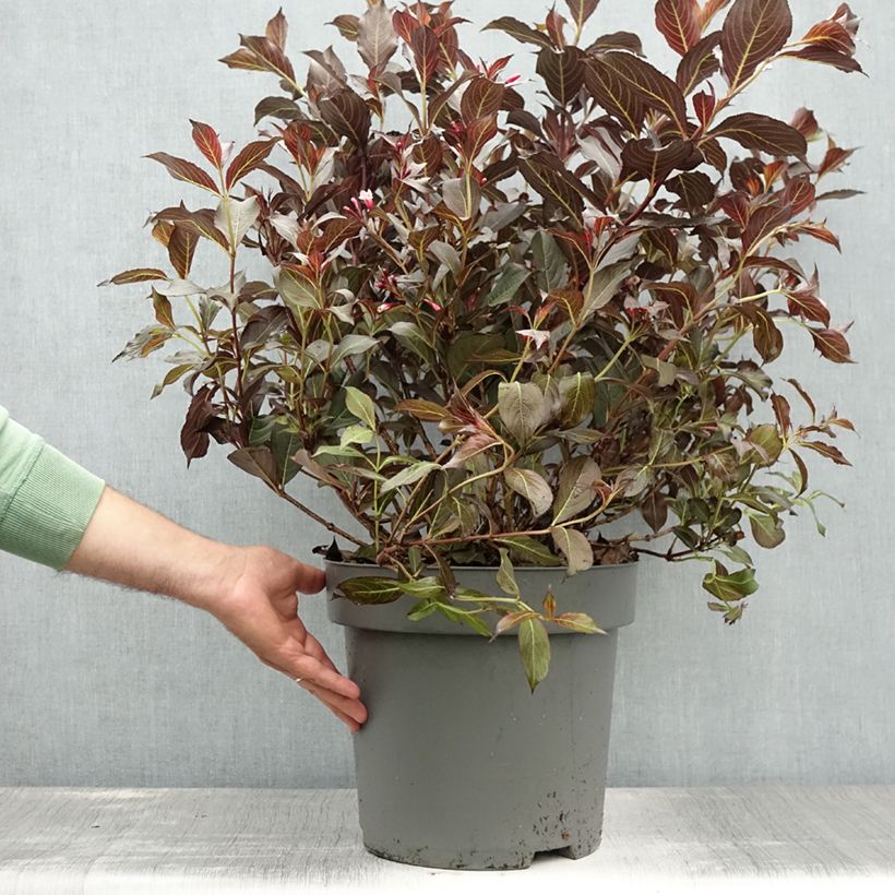 Exemplar von Weigela Alexandra Topf mit 7,5L/10L wie im Sommer geliefert