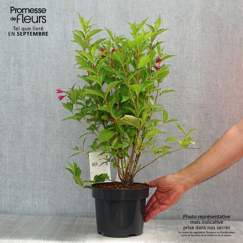 Exemplar von Weigela florida Big Love Pot de 4L/5L wie im Sommer geliefert