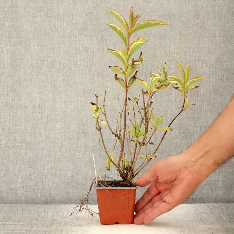 Exemplar von Weigela florida Brigela Kleine Töpfe von 8/9 cm wie im Sommer geliefert
