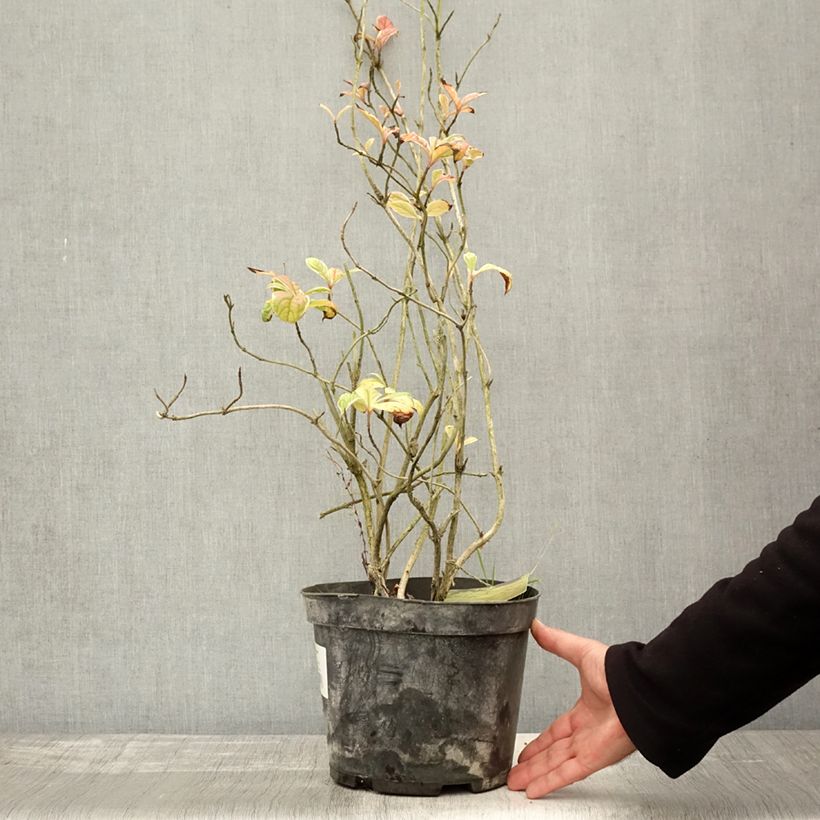 Exemplar von Weigela florida Caricature Topf mit 4L/5L wie im Herbst geliefert