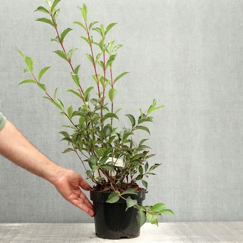 Exemplar von Weigela florida Korea Topf mit 2L/3L wie im Sommer geliefert
