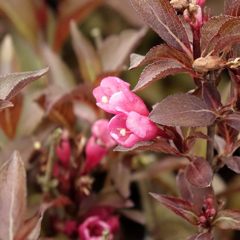 Weigela florida Victoria (Blüte)