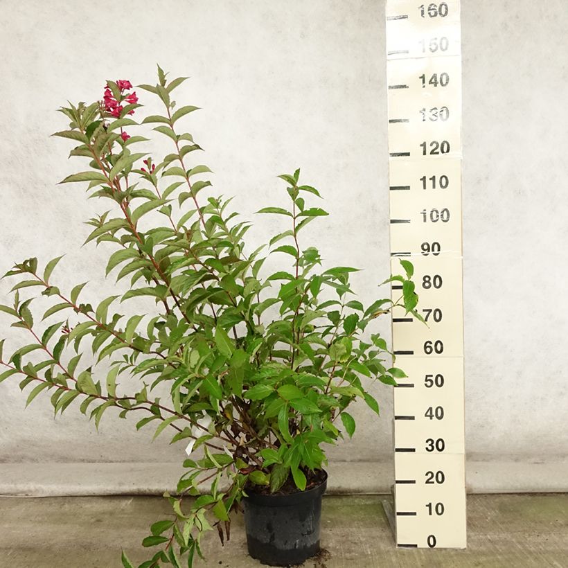 Exemplar von Weigela Red Prince Topf mit 7,5L/10L wie im Sommer geliefert