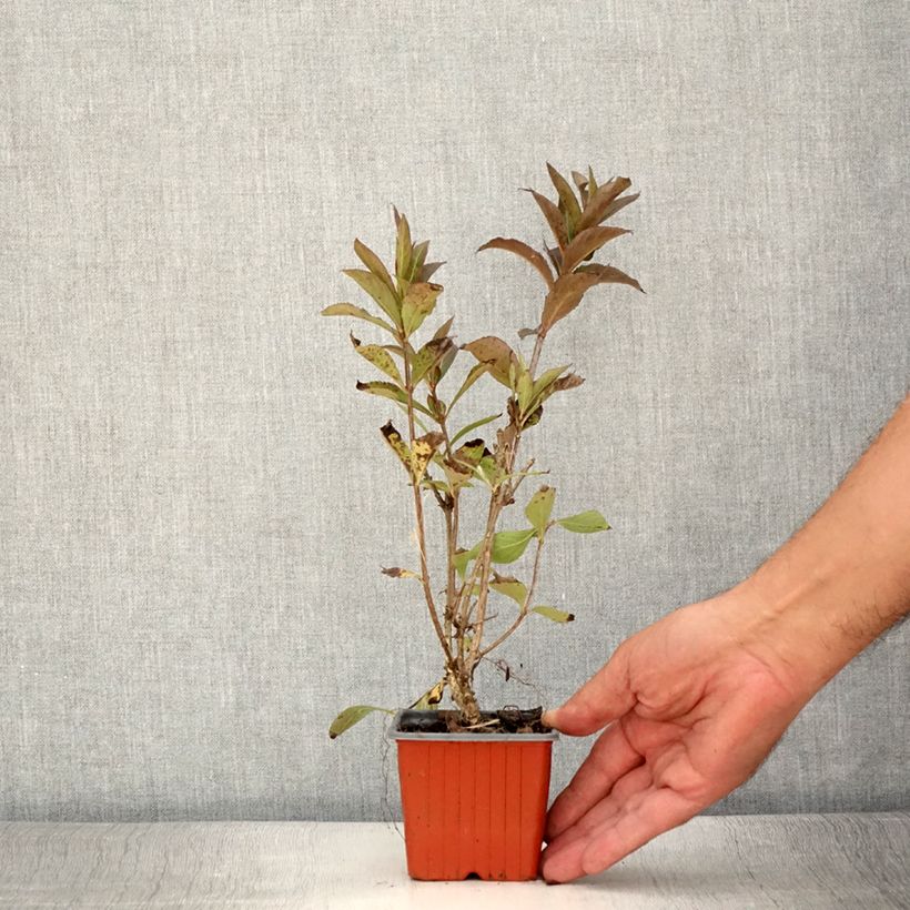 Exemplar von Weigela Minuet Kleine Töpfe von 8/9 cm wie im Sommer geliefert