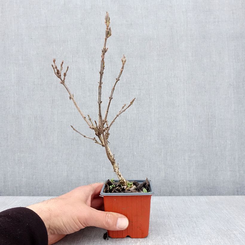 Exemplar von Weigela Minuet - Godet de 8/9 cm wie im Frühjahr geliefert
