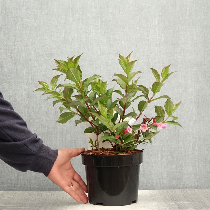 Exemplar von Weigela Minuet Topf mit 2L/3L wie im Sommer geliefert