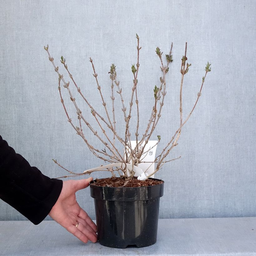 Exemplar von Weigela Minuet Pot de 2L/3L wie im Frühjahr geliefert