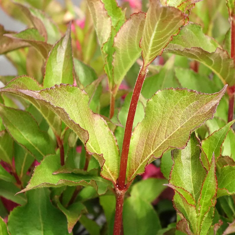 Weigela Rumba (Laub)