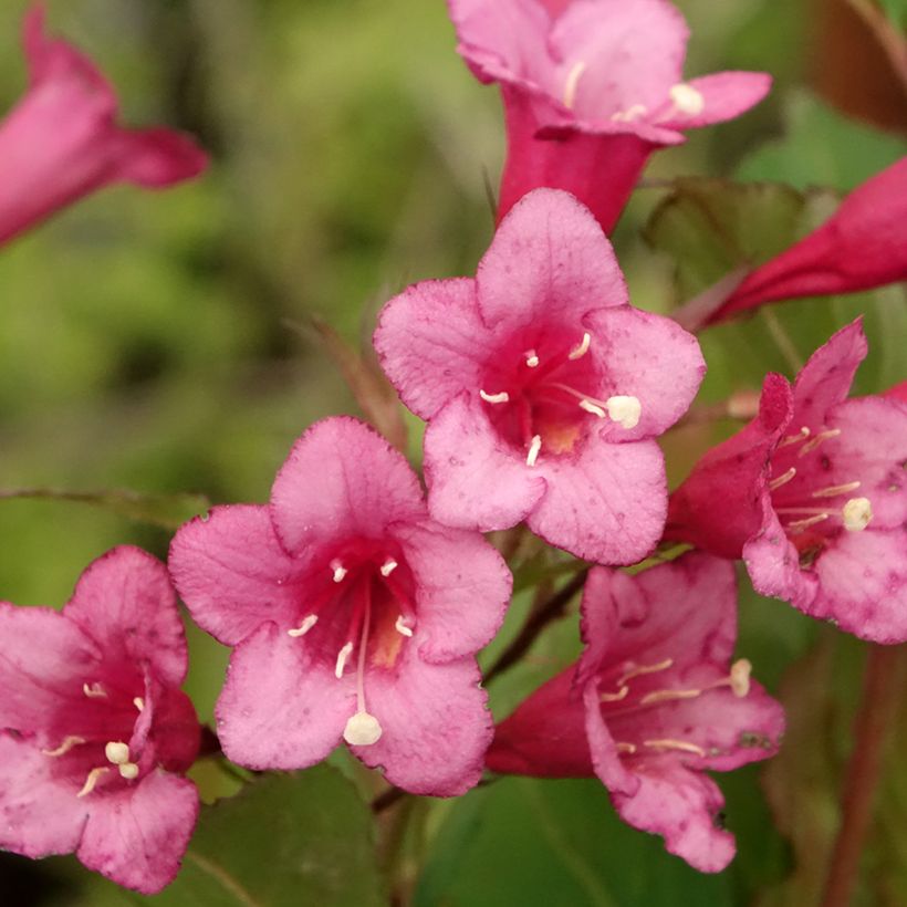 Weigela Rumba (Blüte)