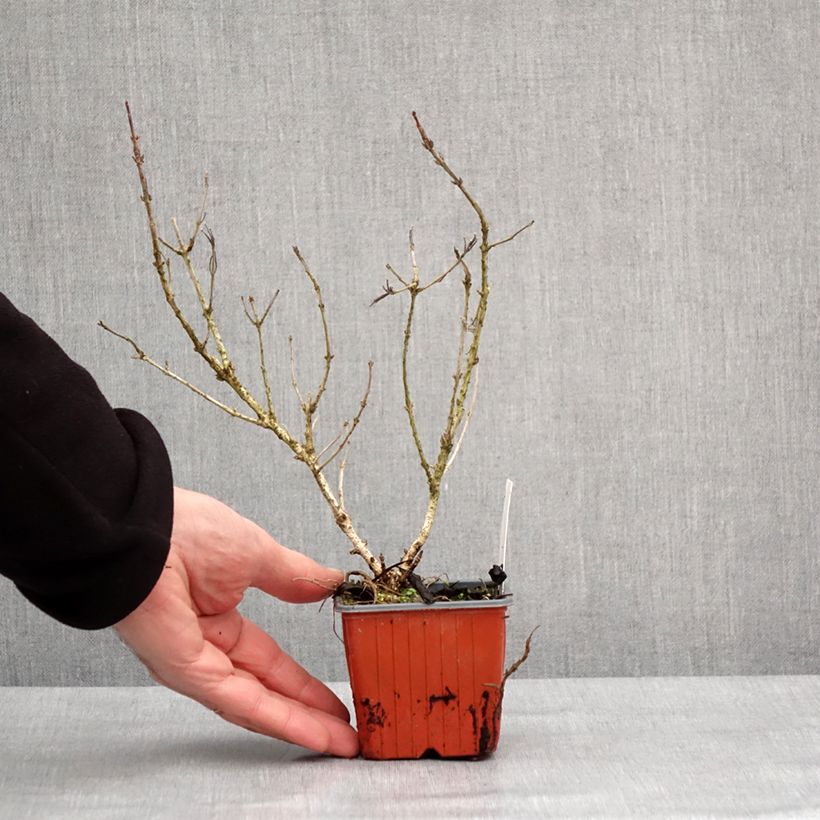 Exemplar von Weigela Rumba Kleine Töpfe von 8/9 cm wie im Winter geliefert