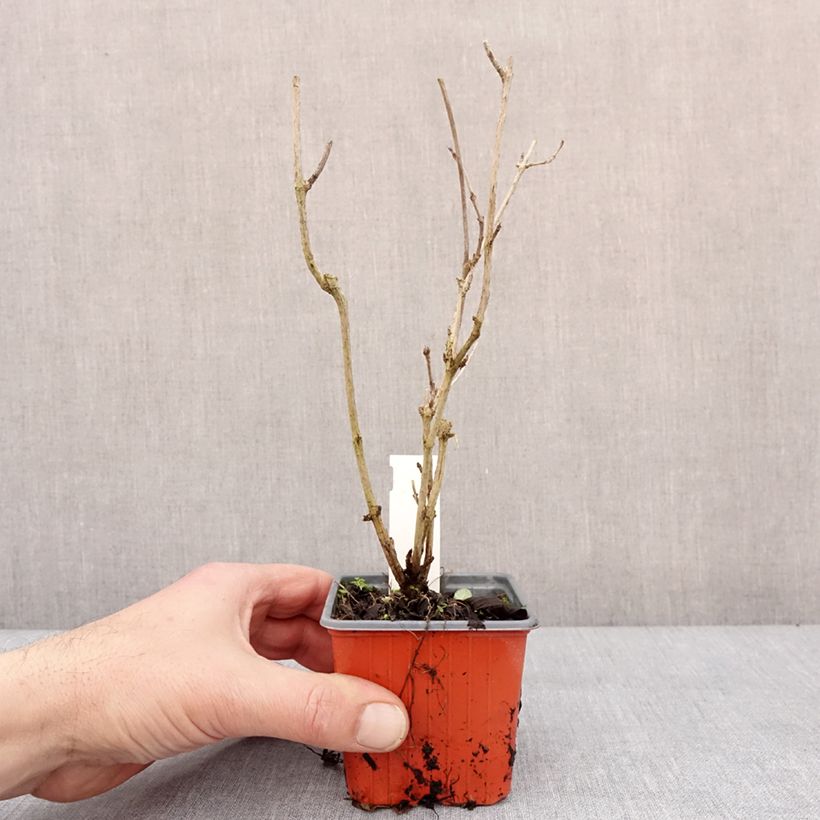 Exemplar von Weigela Snowflake Kleine Töpfe von 8/9 cm wie im Winter geliefert