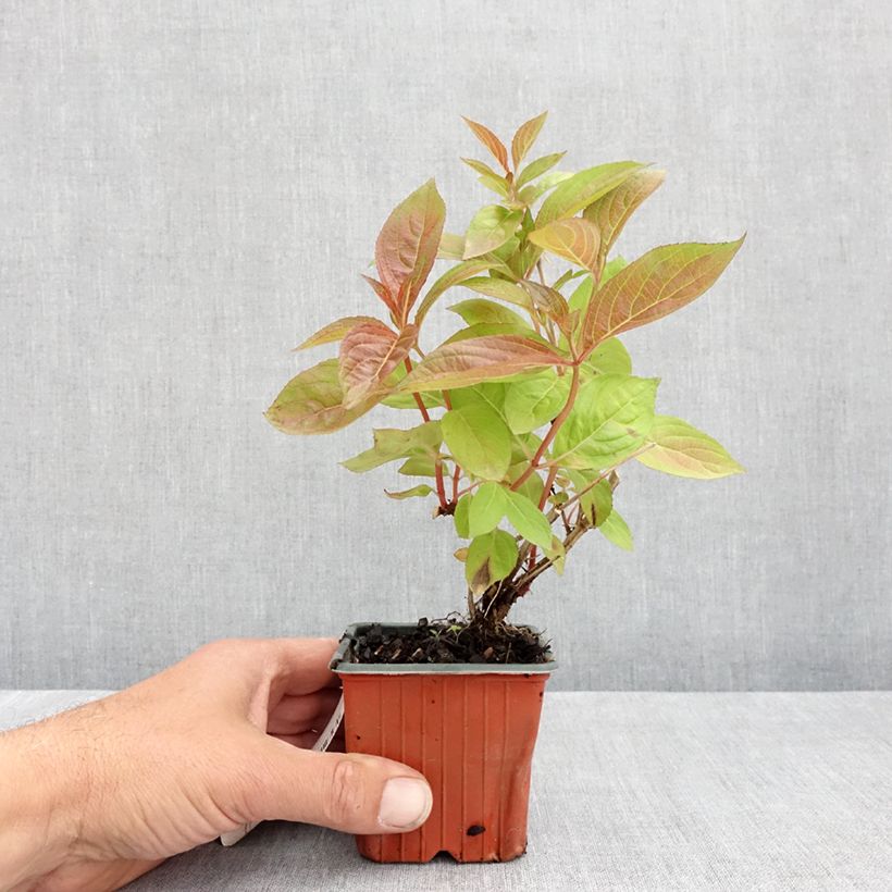 Exemplar von Weigela Wings of Fire Kleine Töpfe von 8/9 cm wie im Frühjahr geliefert