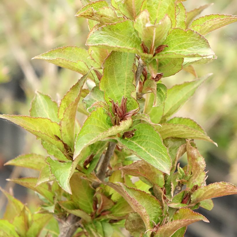 Weigela Cherry Love (Laub)