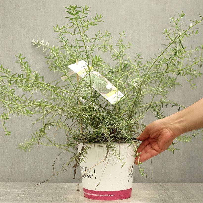 Exemplar von Westringia fruticosa Mundi - Australischer Rosmarin Topf mit 3L/4L wie im Sommer geliefert