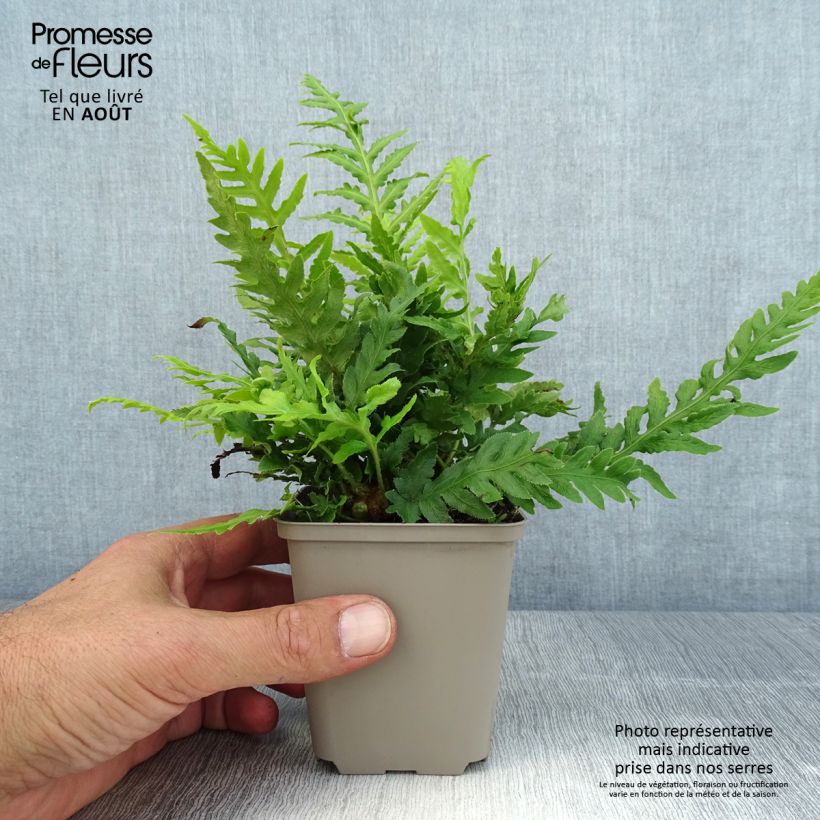 Exemplar von Woodwardia fimbriata - Grübchenfarn Kleine Töpfe von 8/9 cm wie im Sommer geliefert