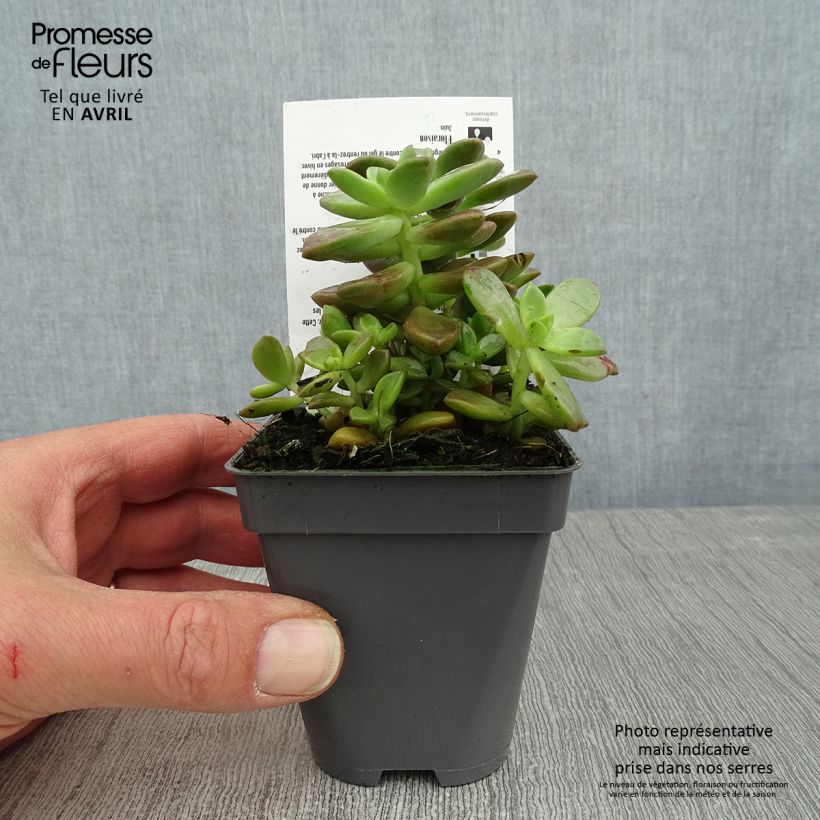 Exemplar von Graptosedum Bronze Kleine Töpfe von 8/9 cm wie im Frühjahr geliefert