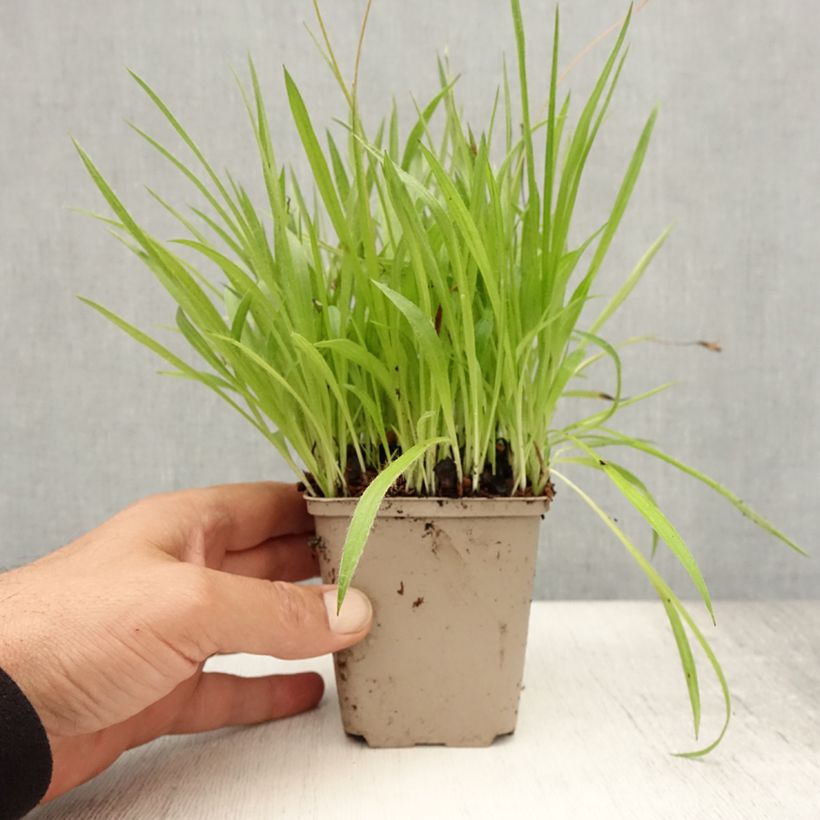 Exemplar von Rhodoxis Ria - Grasstern Kleine Töpfe von 8/9 cm wie im Sommer geliefert