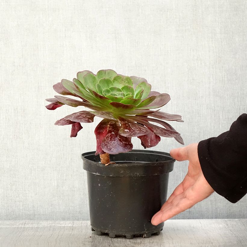 Exemplar von Semponium Destiny - Hybrid-Aeonium Topf mit 2L/3L wie im Herbst geliefert