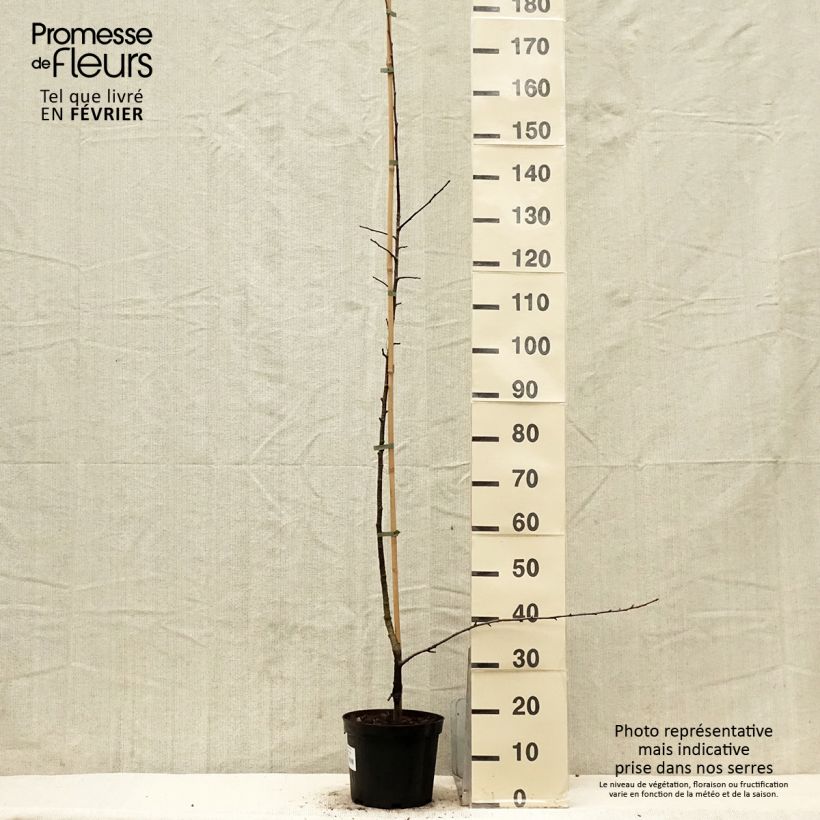 Exemplar von Hybrid-Birnbaum - x Sorbopyrus auricularis (irregularis) Topf mit 4L/5L wie im Winter geliefert