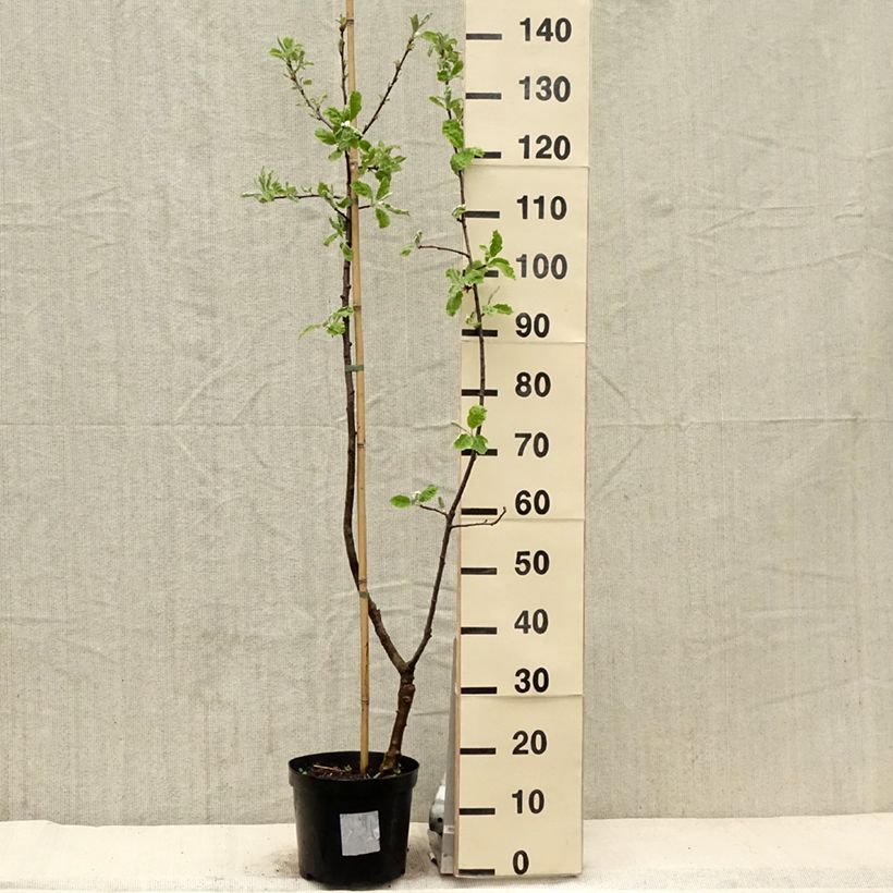 Exemplar von Hybrid-Birnbaum - x Sorbopyrus auricularis (irregularis) Topf mit 4L/5LGelieferte Höhe ca. 80/100cm wie im Frühjahr geliefert