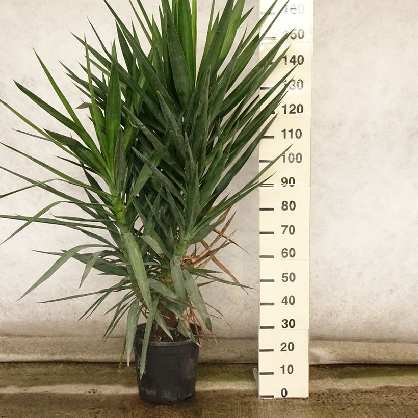 Exemplar von Yucca elephantipes - Riesen-Palmlilie Topf mit 12L/15LGelieferte Höhe ca. 80/100cm wie im Sommer geliefert