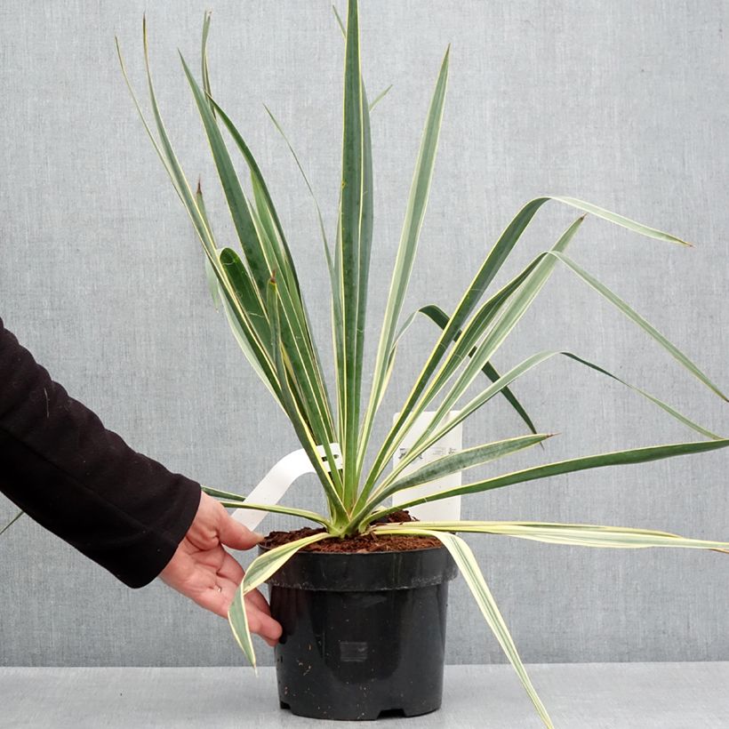 Exemplar von Yucca filamentosa Bright Edge - Fädige Palmlilie Topf mit 2L/3LGelieferte Höhe ca. 40/50cm wie im Frühjahr geliefert
