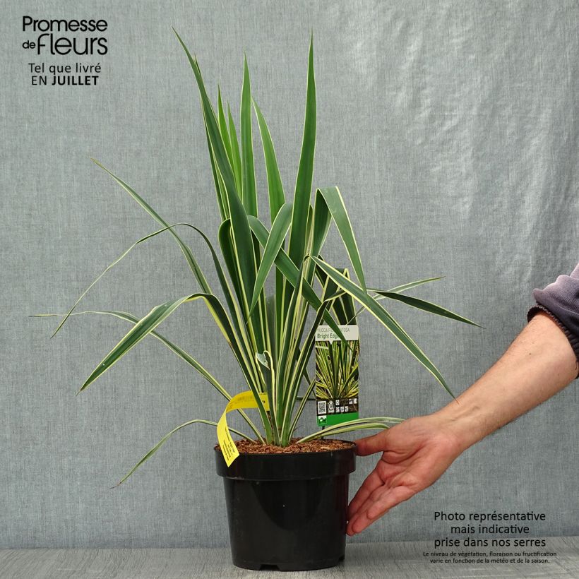 Exemplar von Yucca filamentosa Bright Edge - Fädige Palmlilie Topf mit 2L/3L wie im Sommer geliefert
