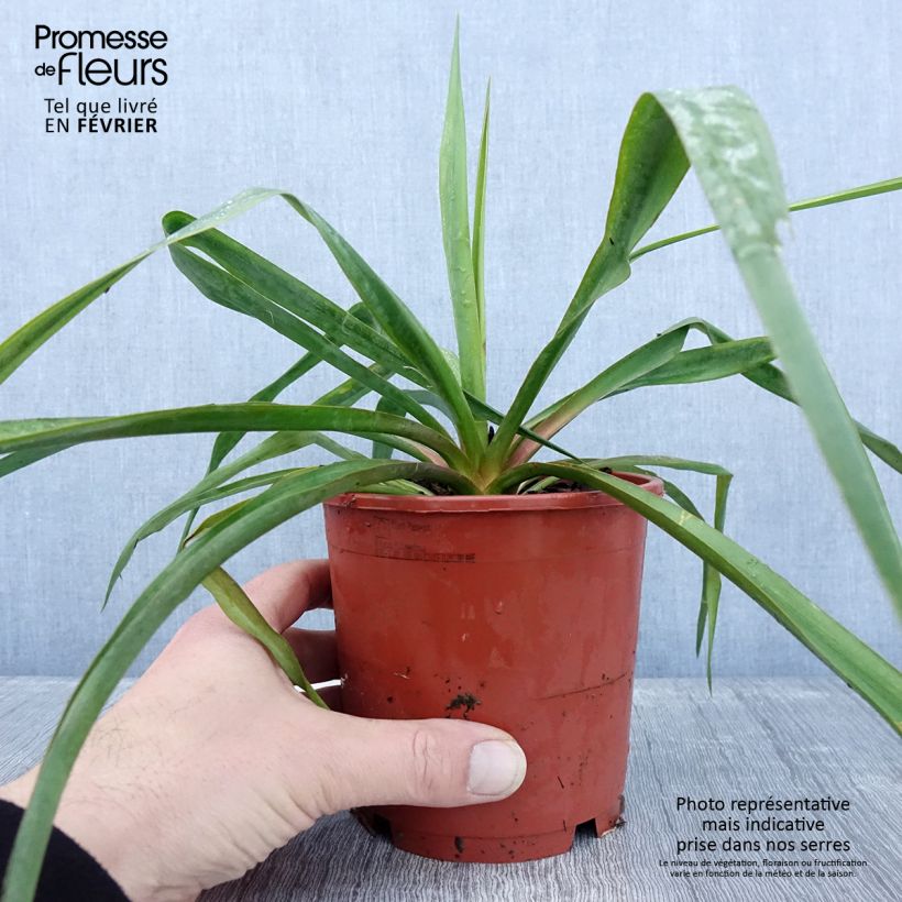 Exemplar von Yucca filamentosa - Fädige Palmlilie Topf mit 1L/1,5L wie im Winter geliefert