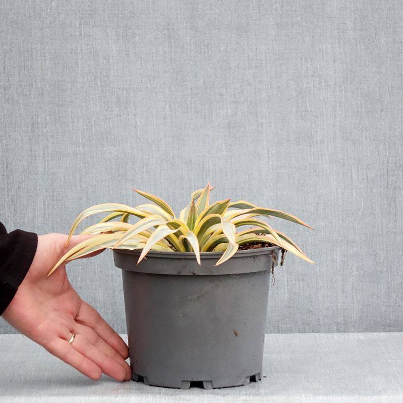 Exemplar von Yucca gloriosa Citrus twist - Kerzen-Palmlilie Topf mit 2L/3LGelieferte Höhe ca. 20/30cm wie im Frühjahr geliefert