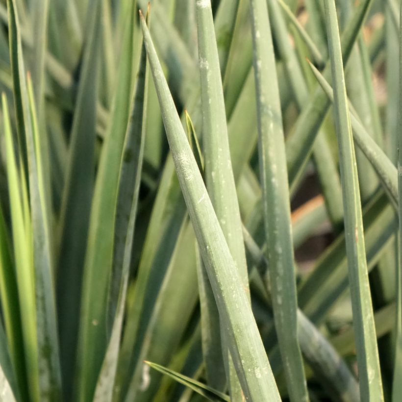 Yucca rigida Blue Sentry - Starre Palmlilie (Laub)