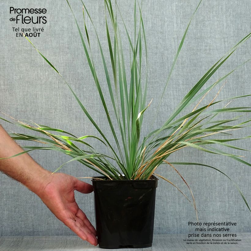 Exemplar von Yucca rostrata Sapphire Skies - Schnabel-Palmlilie Topf mit 3L/4L wie im Sommer geliefert