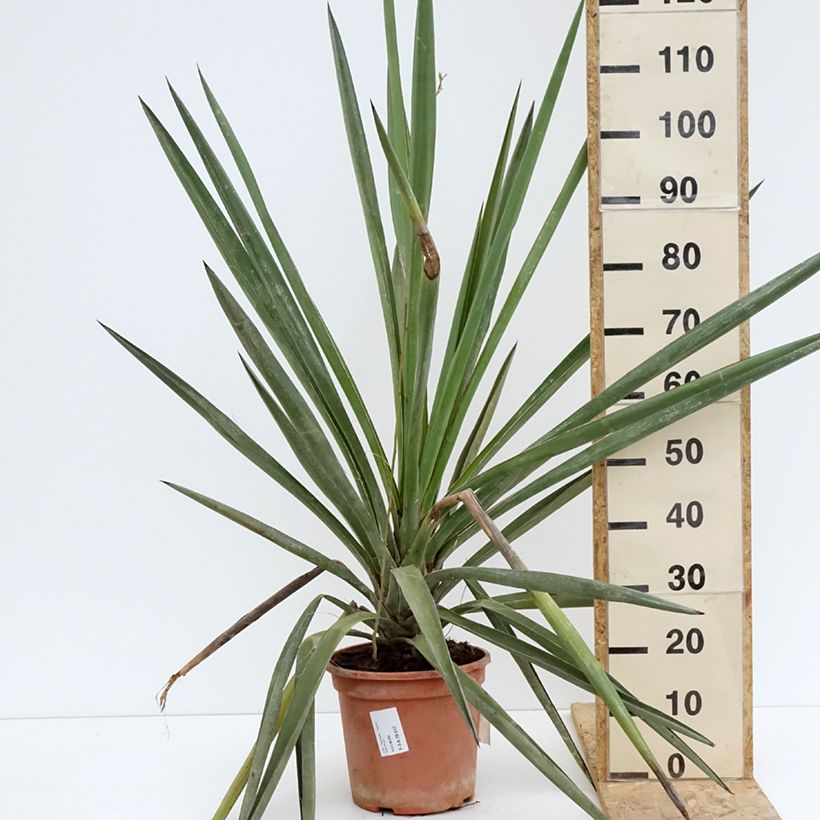 Exemplar von Yucca torreyi - Torrey-Palmlilie Topf mit 7,5L/10LGelieferte Höhe ca. 50/60cm wie im Frühjahr geliefert