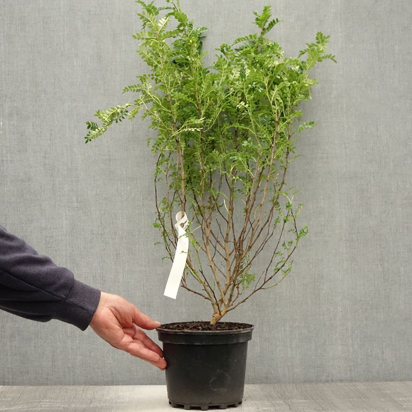 Exemplar von Szechuanpfeffer - Zanthoxylum beecheyanum Topf mit 3L/4L wie im Sommer geliefert