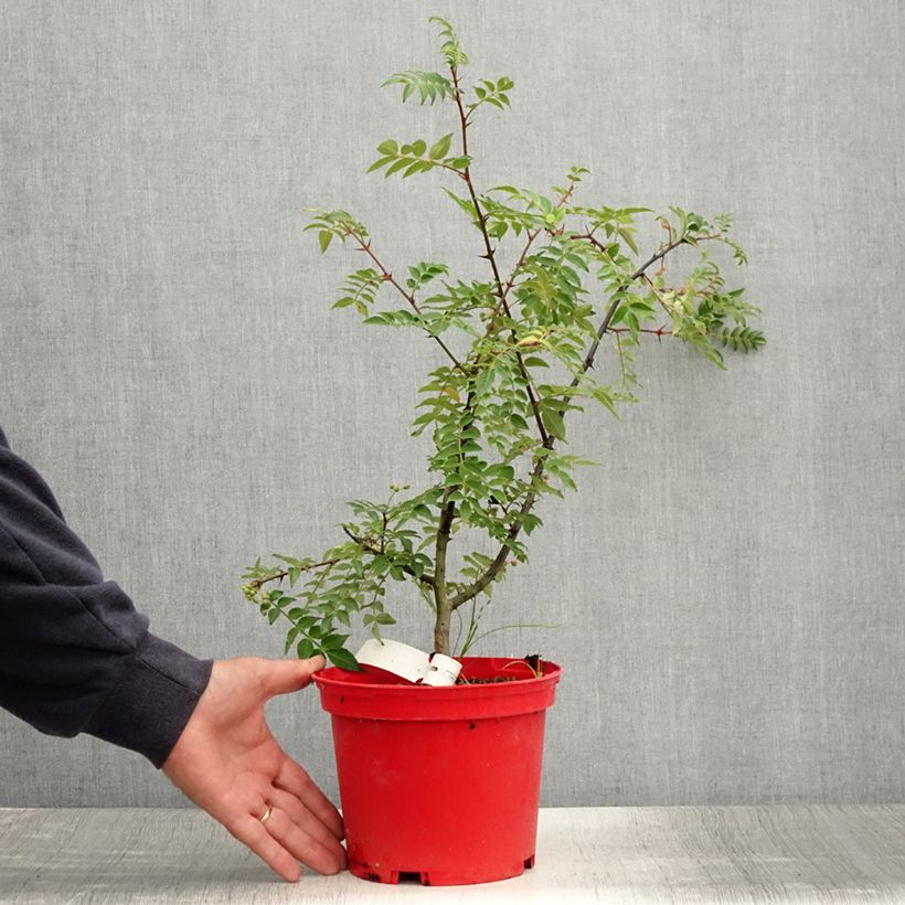 Exemplar von Zanthoxylum piperitum Black Magic - Japanischer Pfefferstrauch Topf mit 2L/3LGelieferte Höhe ca. 30/40cm wie im Sommer geliefert