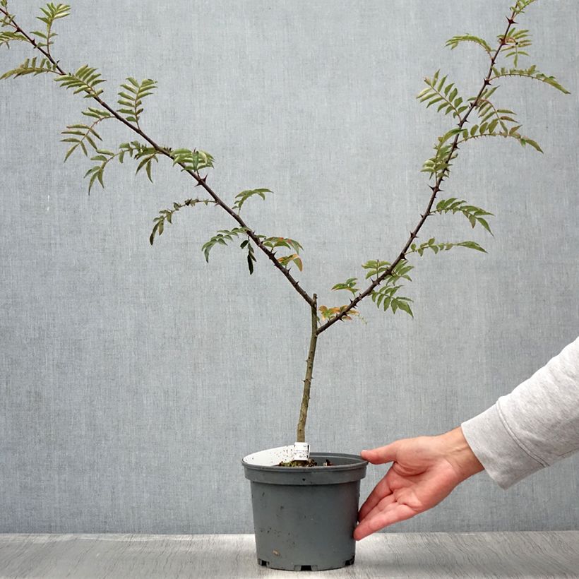 Exemplar von Szechuanpfeffer - Zanthoxylum schinifolium Topf mit 3L/4LGelieferte Höhe ca. 30/40cm wie im Sommer geliefert
